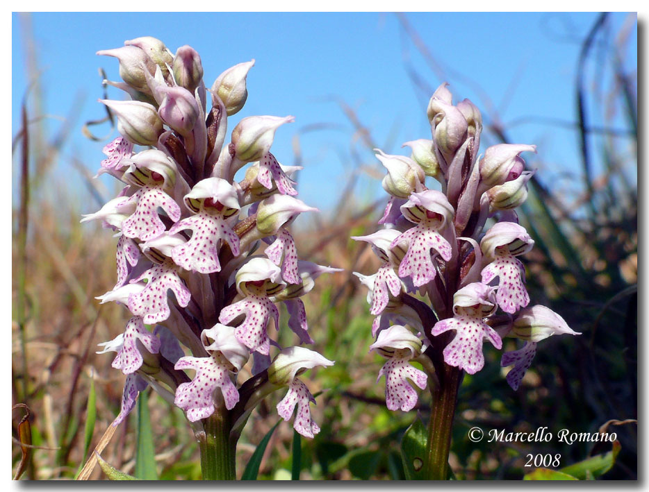 Prime fioriture di Orchis lactea nella Sicilia meridionale